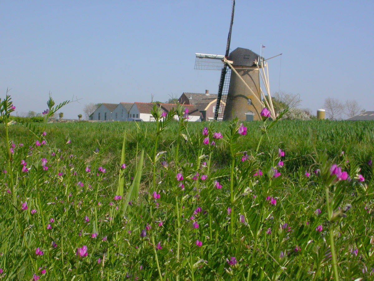 Vicia sativa subsp. segetalis (door Peter Meininger)