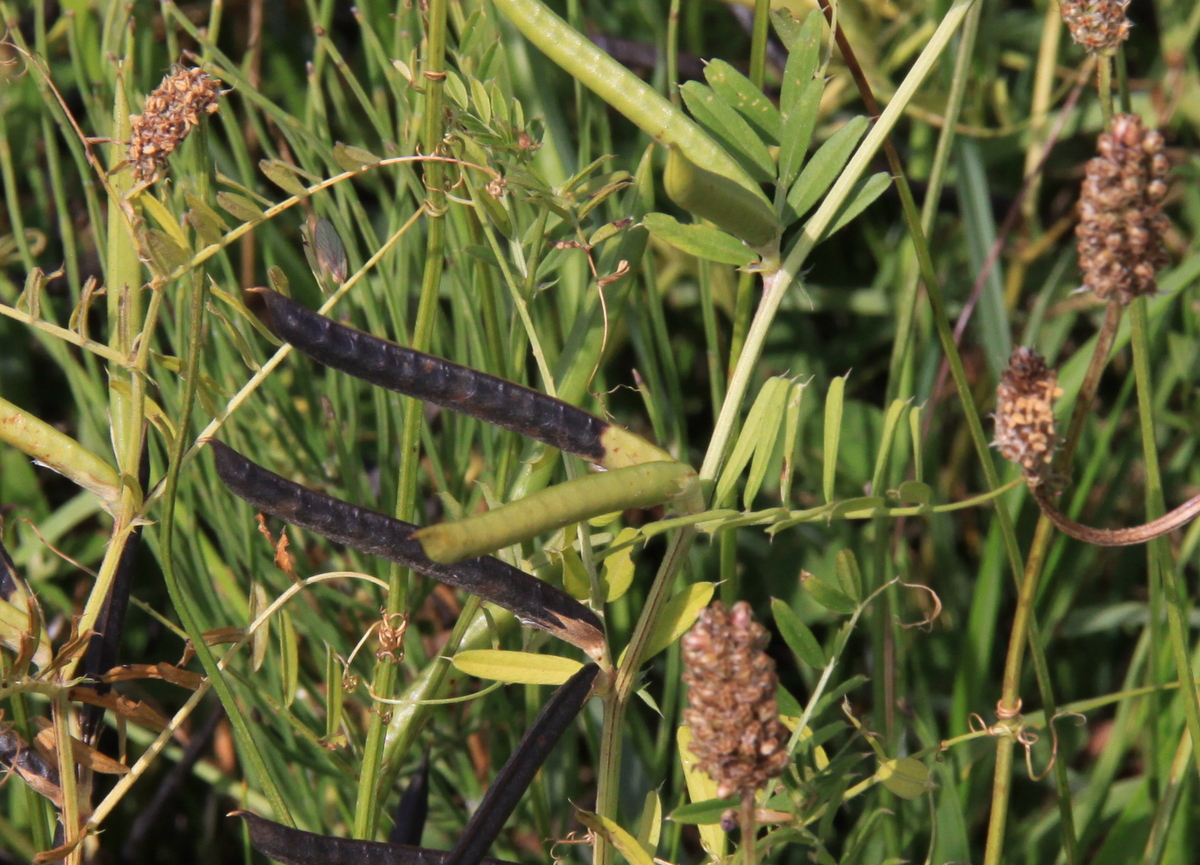 Vicia sativa subsp. segetalis (door Peter Meininger)