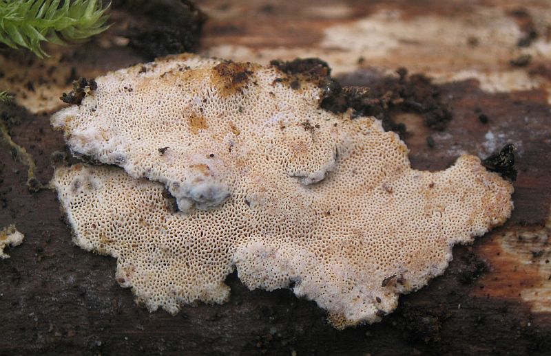 Ceriporiopsis gilvescens (door Lucien Noens)