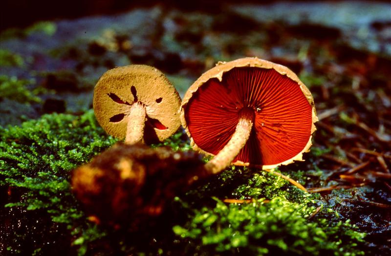 Melanophyllum haematospermum (door Fons. Kolkman)