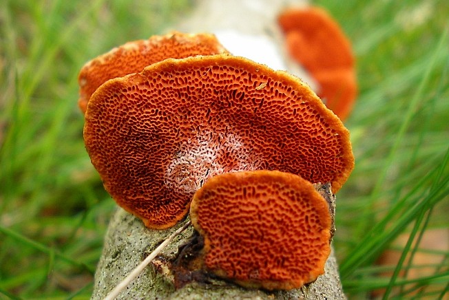 Pycnoporus cinnabarinus (door Aldert Gutter)