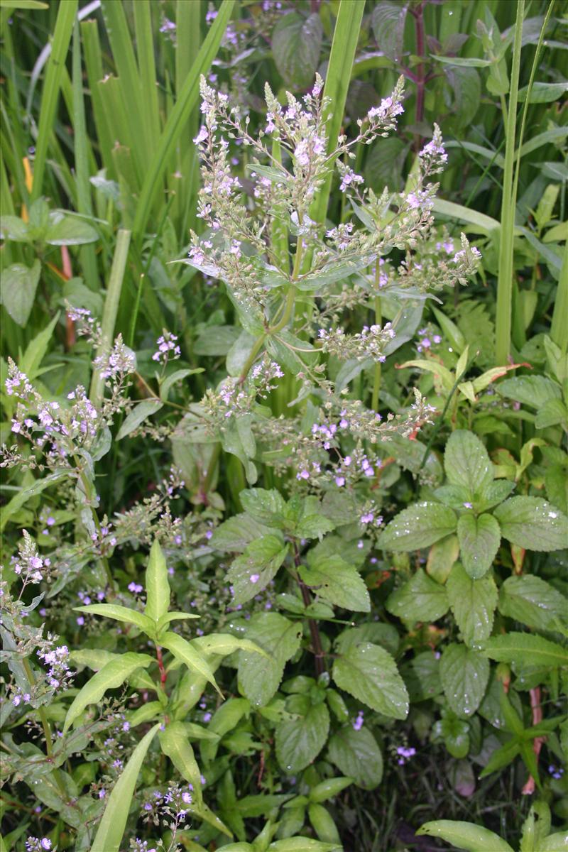 Veronica anagallis-aquatica (door Niels Jeurink)