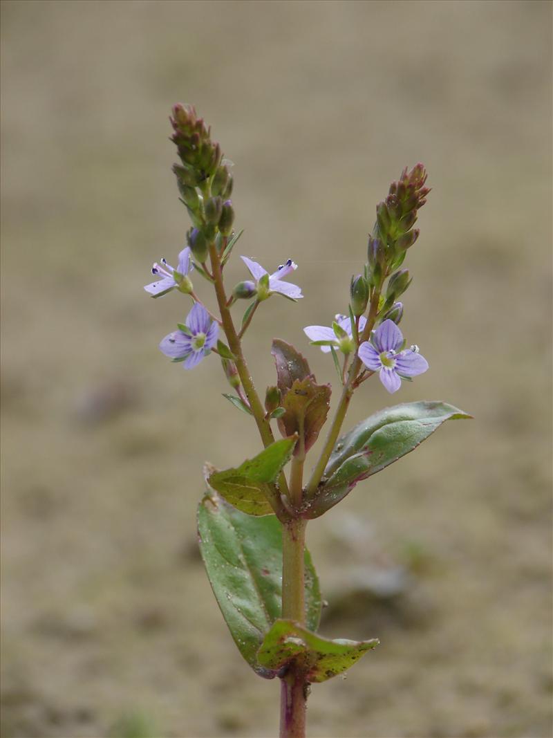 Veronica anagallis-aquatica (door Adrie van Heerden)