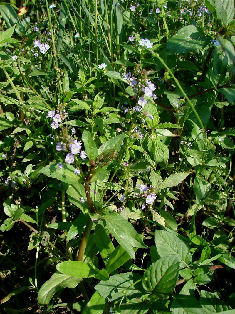 Veronica anagallis-aquatica (door Adrie van Heerden)