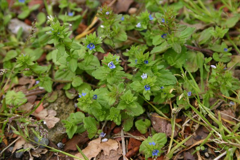 Veronica arvensis (door Niels Jeurink)