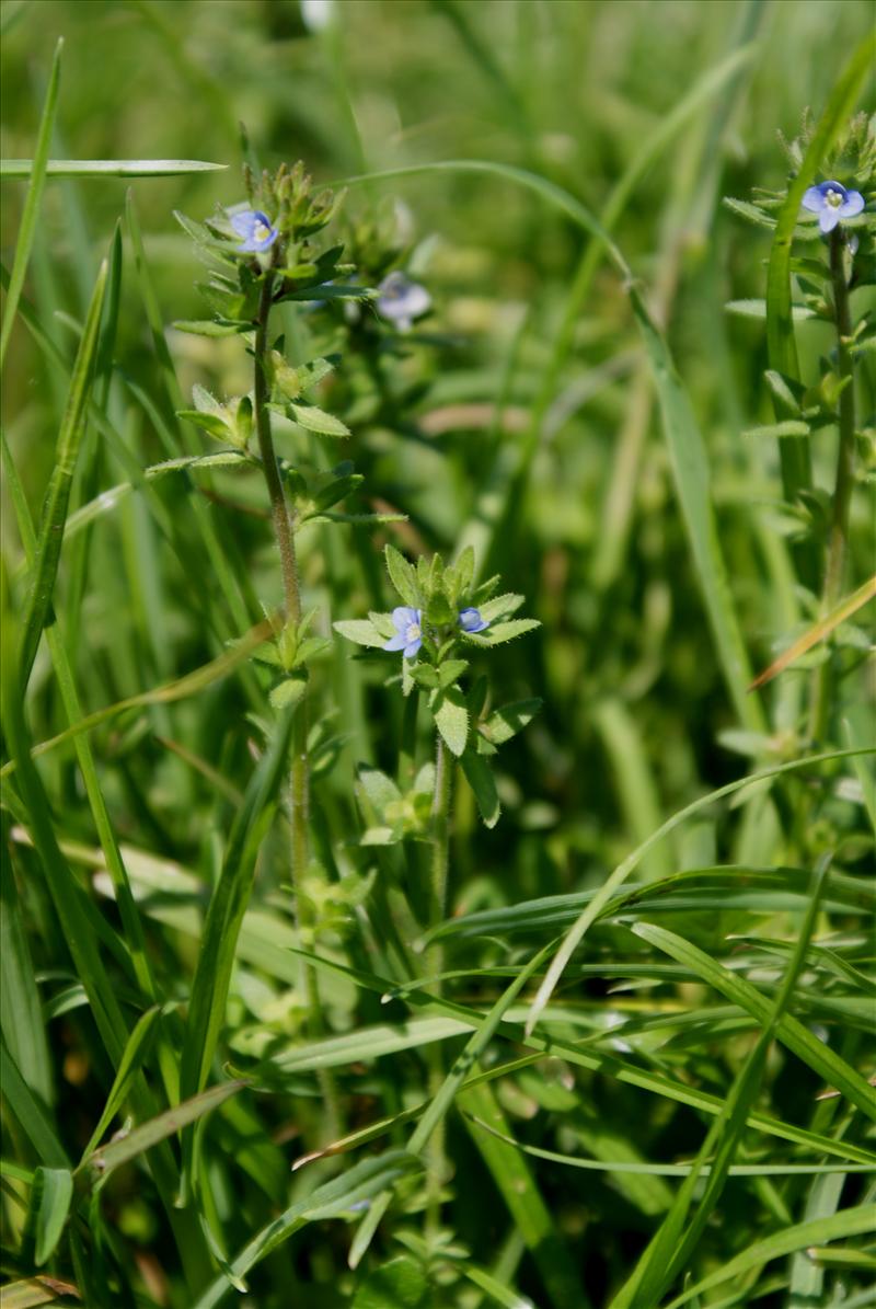 Veronica arvensis (door Adrie van Heerden)