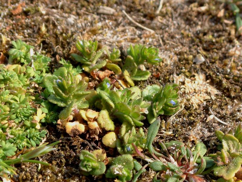 Veronica arvensis (door Adrie van Heerden)