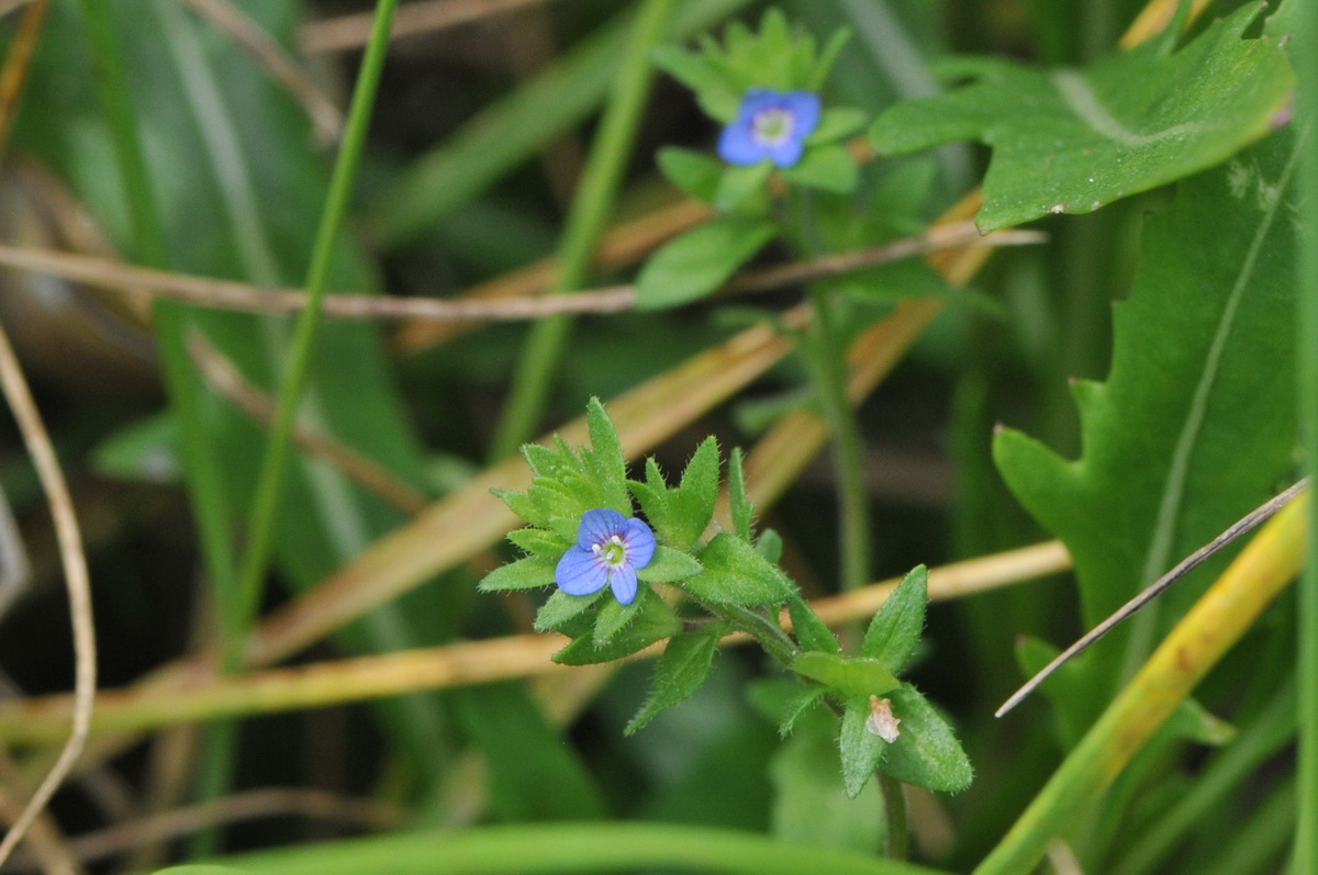 Veronica arvensis (door Hans Toetenel)