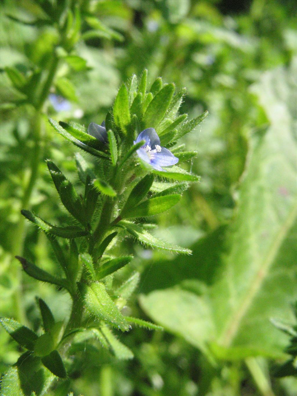 Veronica arvensis (door Gertjan van Mill)