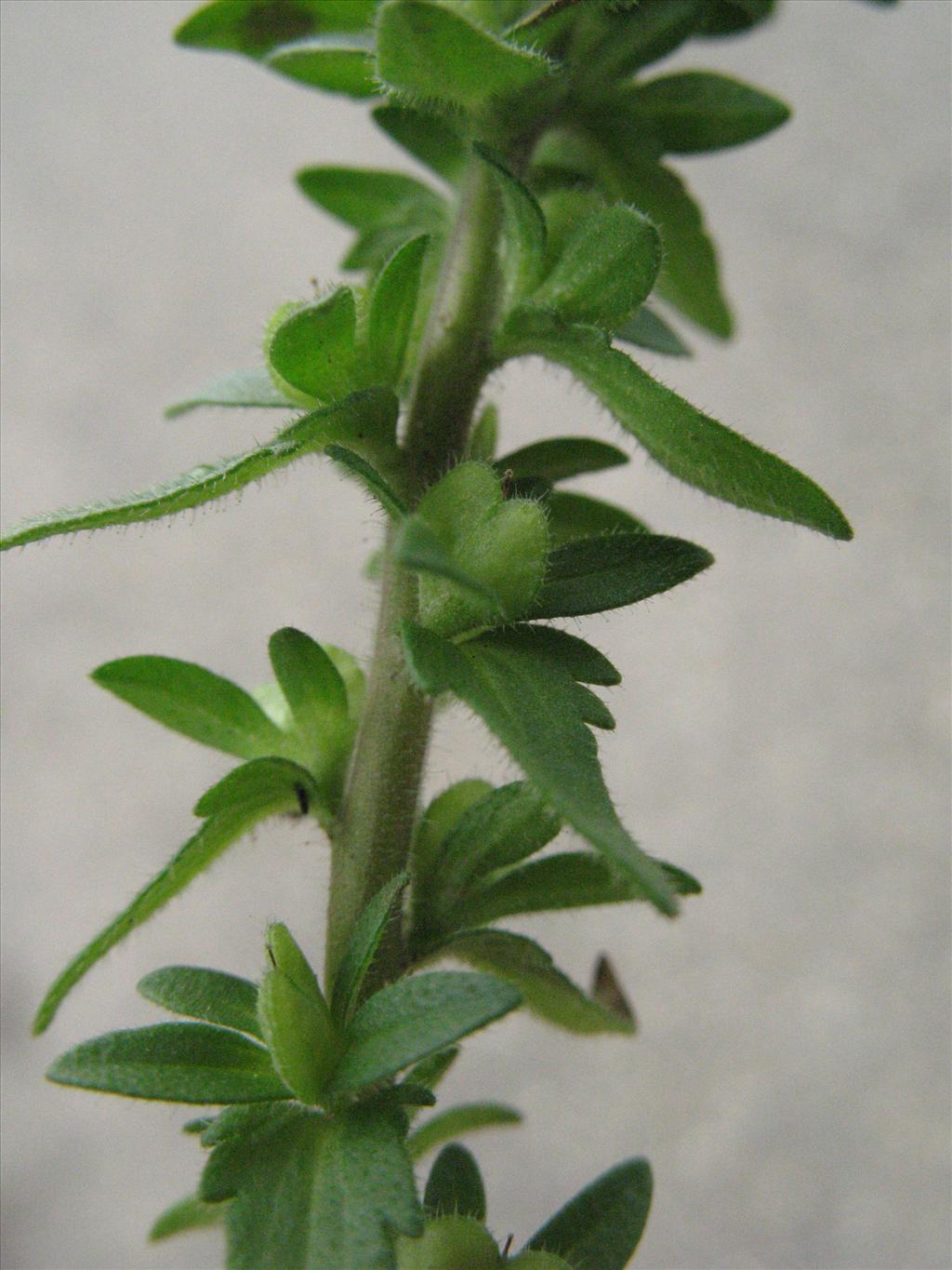 Veronica arvensis (door Gertjan van Mill)