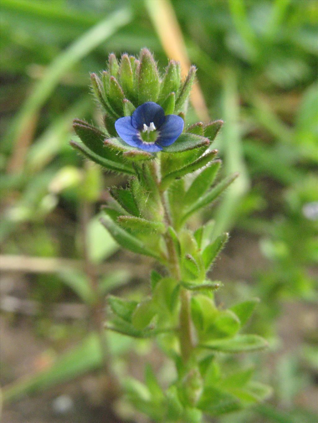 Veronica arvensis (door Gertjan van Mill)