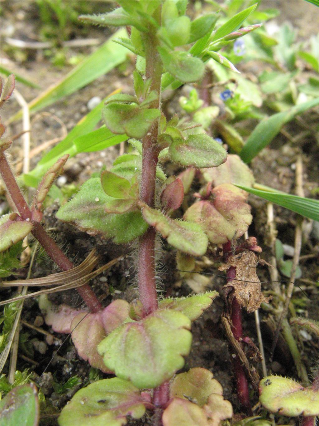 Veronica arvensis (door Gertjan van Mill)