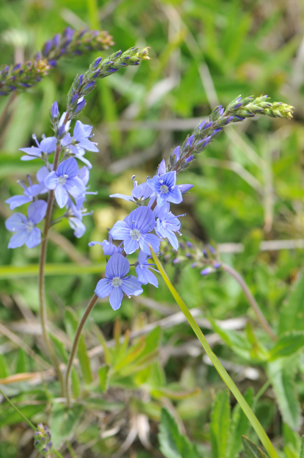 Veronica austriaca (door Hans Toetenel)