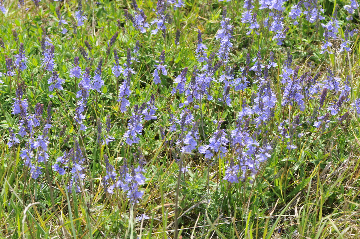 Veronica austriaca (door Hans Toetenel)