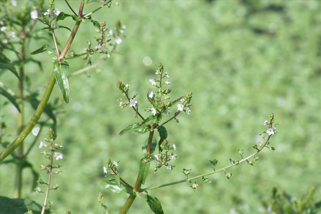 Veronica catenata (door Pieter Stolwijk)