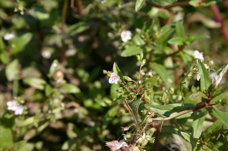 Veronica catenata (door Niels Jeurink)