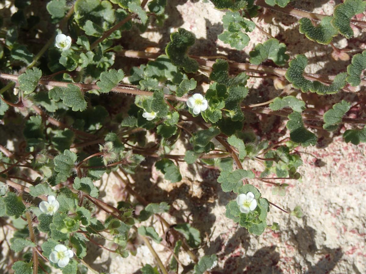 Veronica cymbalaria (door Adrie van Heerden)