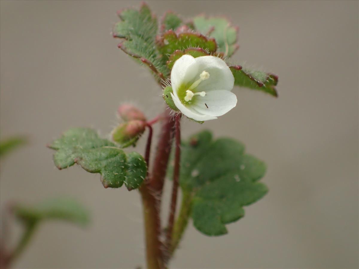 Veronica cymbalaria (door Adrie van Heerden)