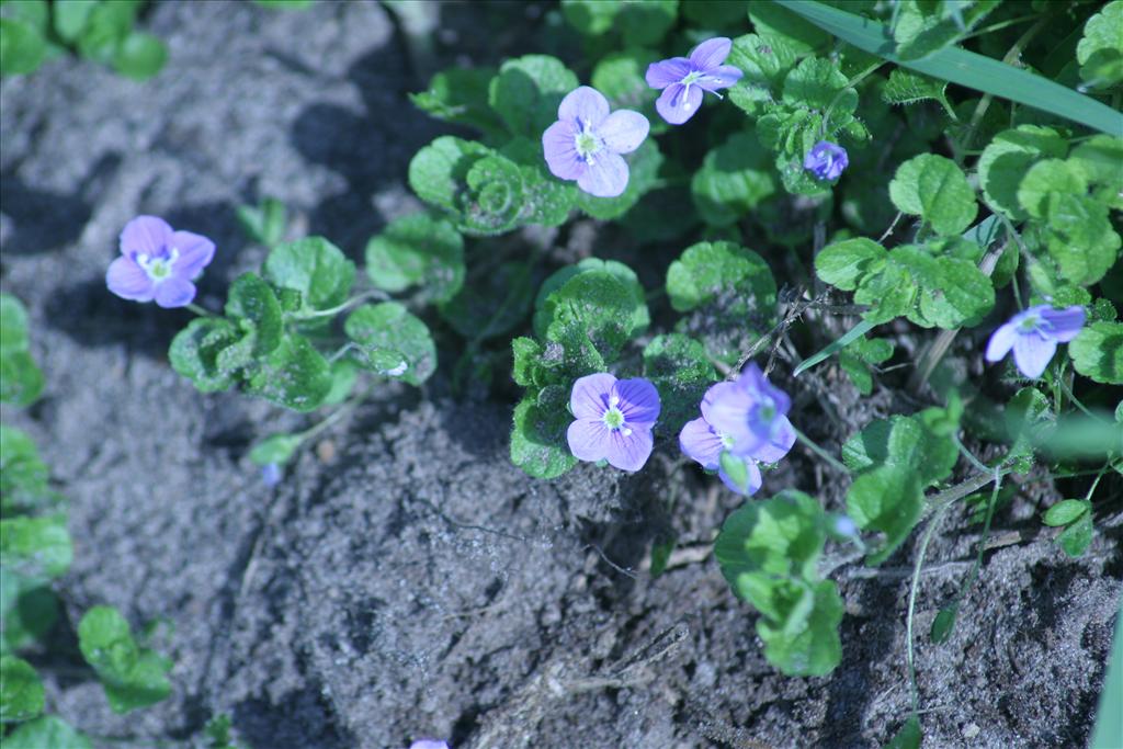 Veronica filiformis (door Pieter Stolwijk)