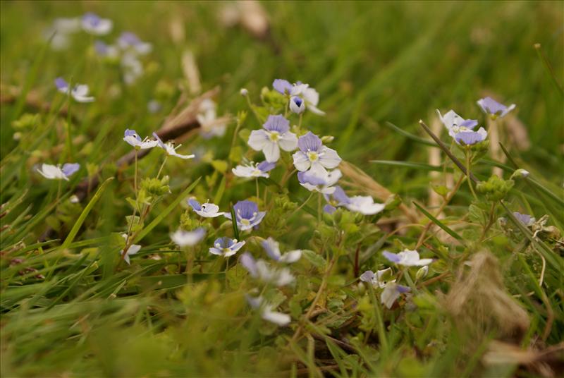 Veronica filiformis (door Adrie van Heerden)