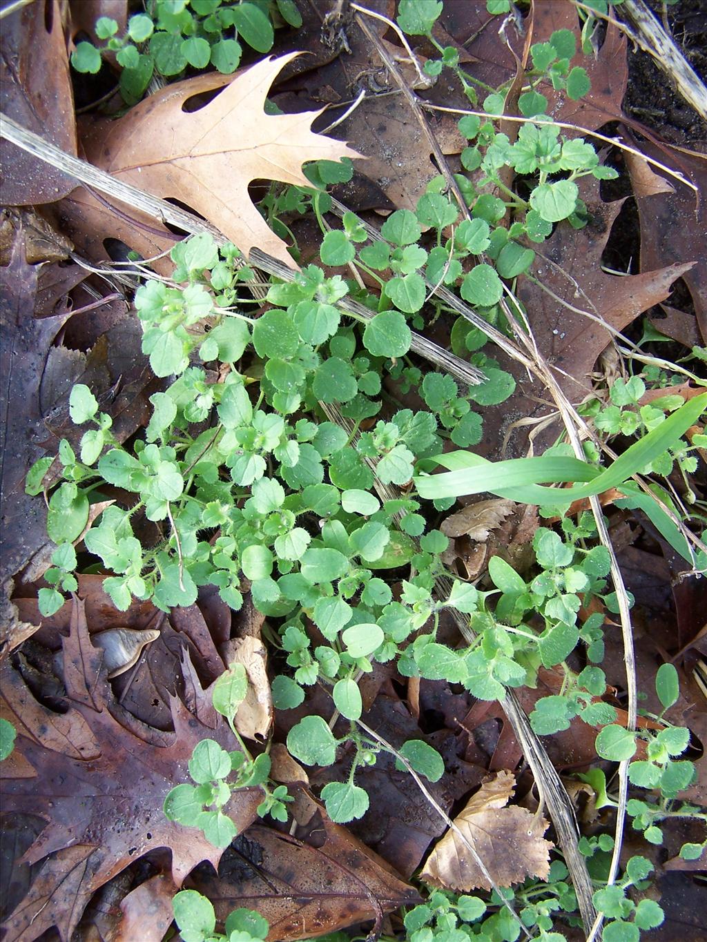 Veronica hederifolia (door Edwin Dijkhuis)