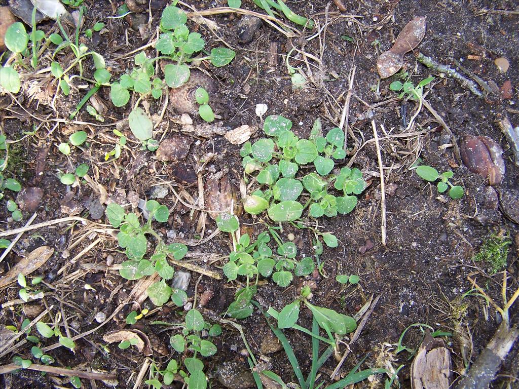 Veronica hederifolia (door Edwin Dijkhuis)