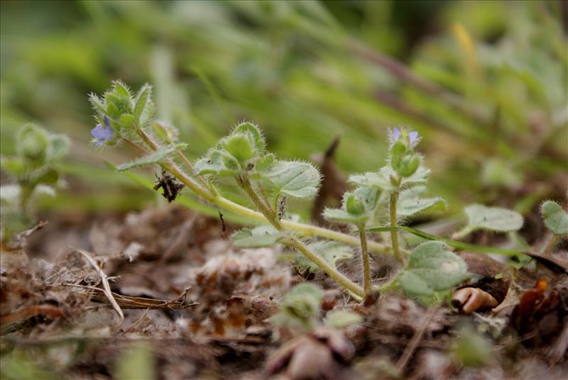 Veronica hederifolia (door Adrie van Heerden)