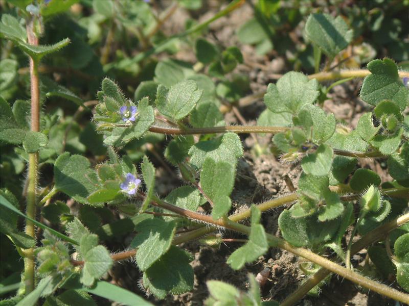 Veronica hederifolia (door Adrie van Heerden)