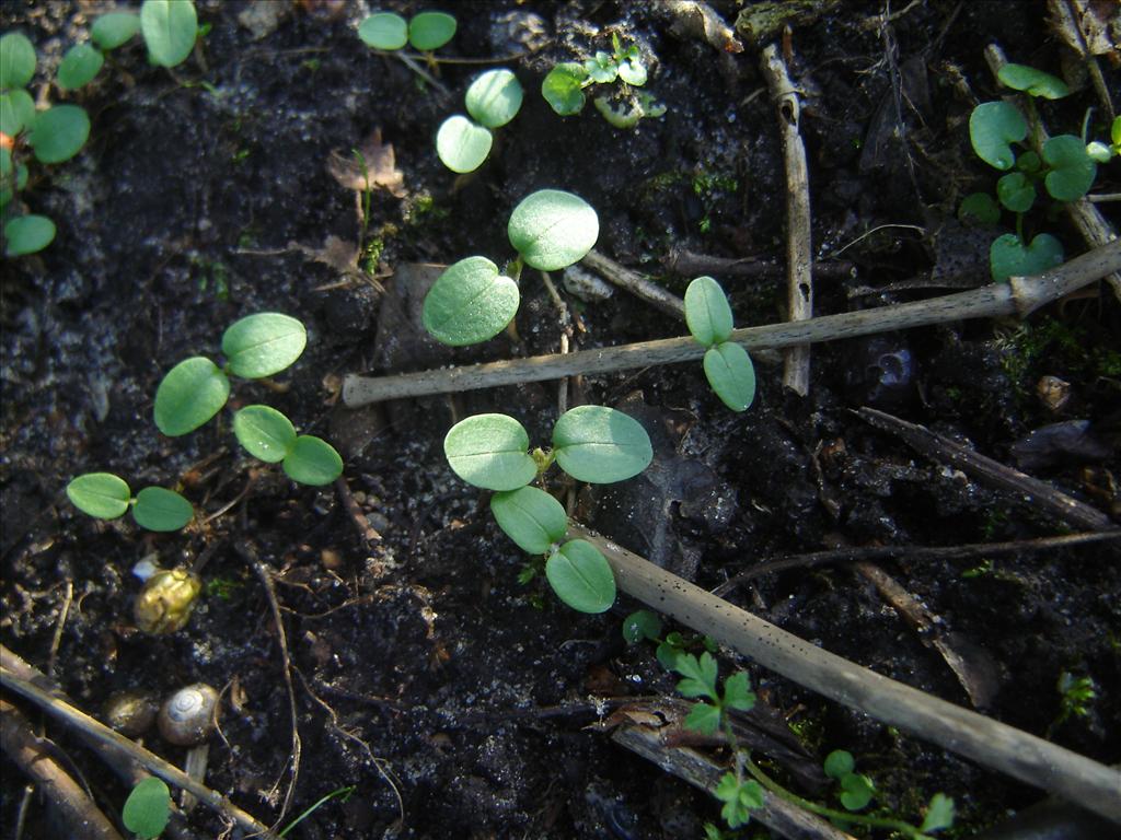 Veronica hederifolia (door Ruud Beringen)