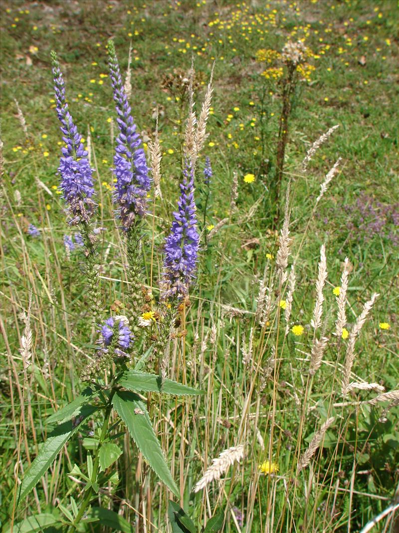 Veronica longifolia (door Adrie van Heerden)