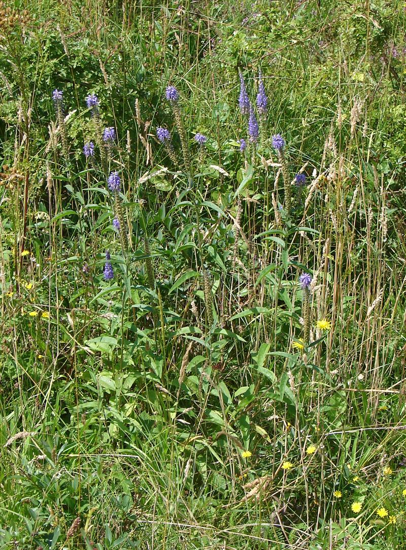 Veronica longifolia (door Adrie van Heerden)