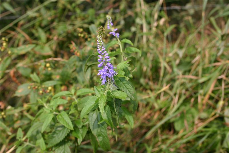 Veronica longifolia (door Niels Jeurink)