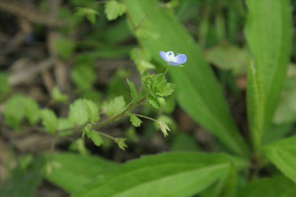 Veronica persica (door Pieter Stolwijk)