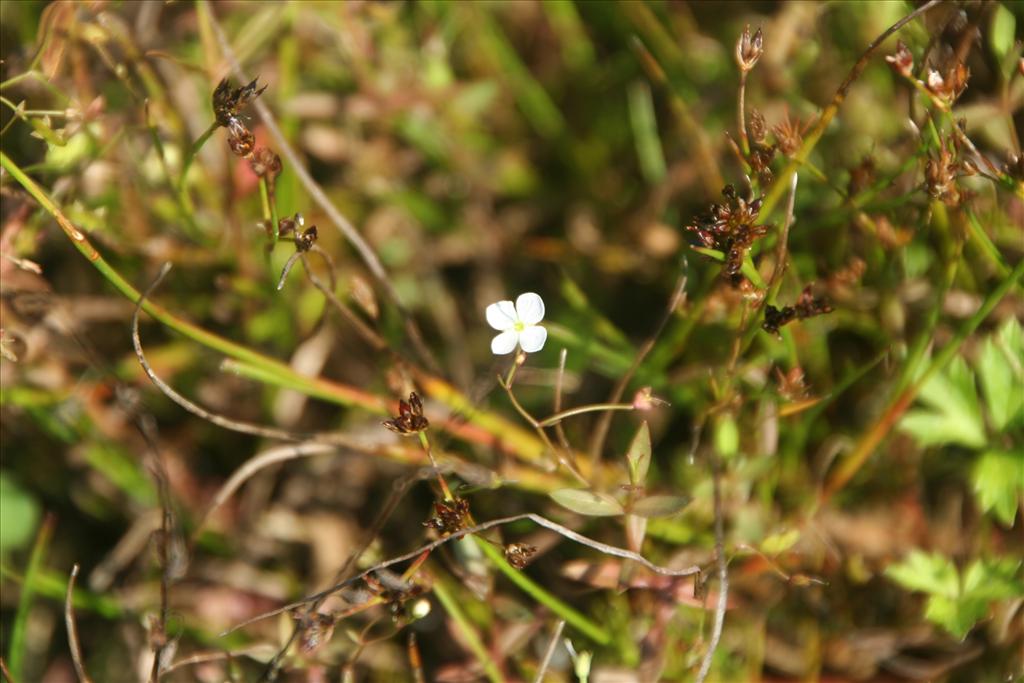 Veronica scutellata (door Pieter Stolwijk)