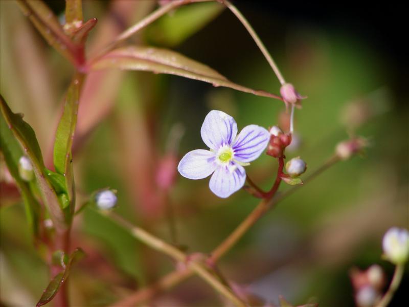 Veronica scutellata (door Adrie van Heerden)