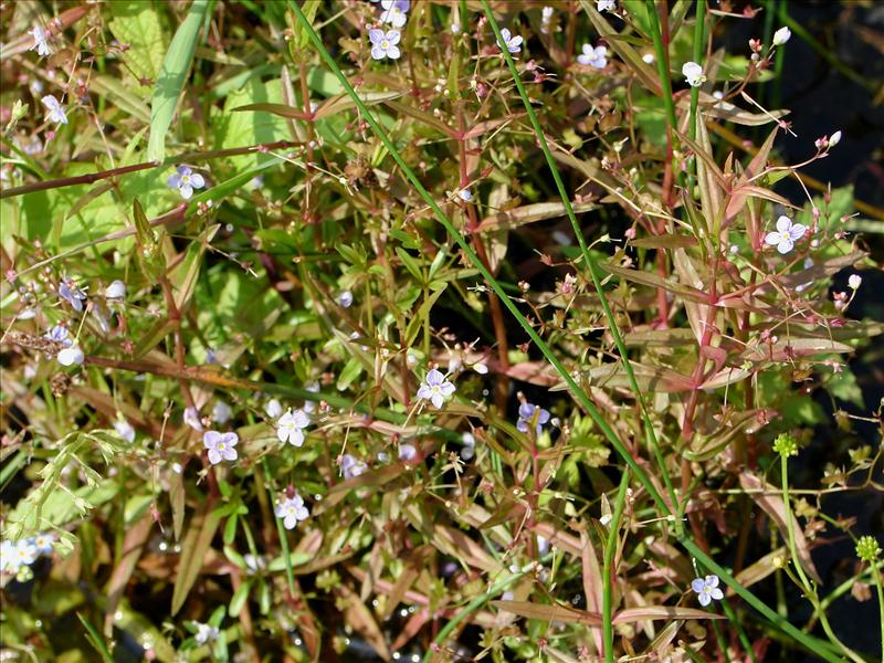 Veronica scutellata (door Adrie van Heerden)
