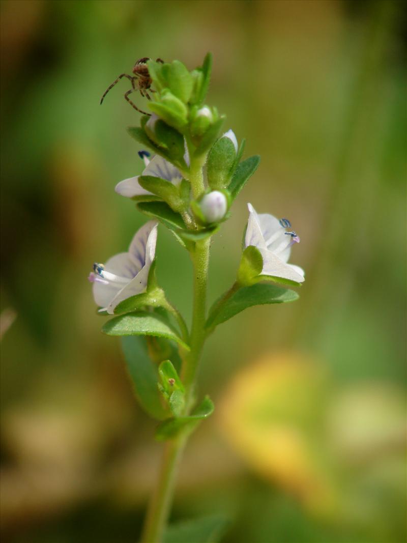 Veronica serpyllifolia (door Adrie van Heerden)