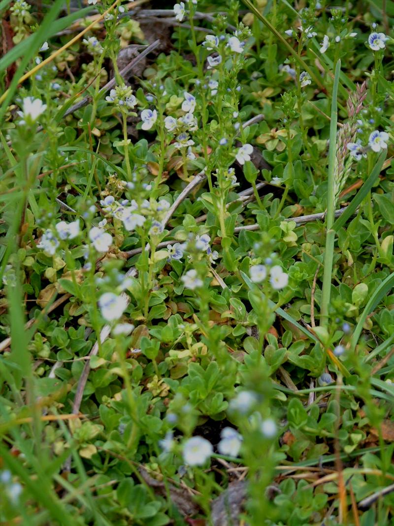 Veronica serpyllifolia (door Adrie van Heerden)