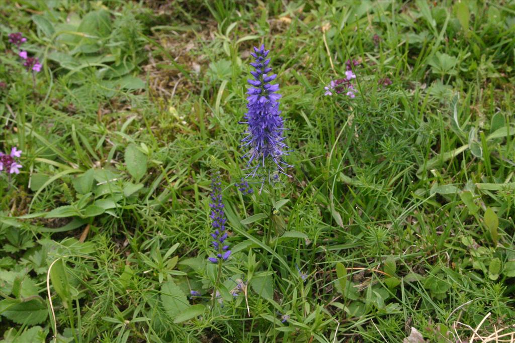 Veronica spicata (door Niels Jeurink)