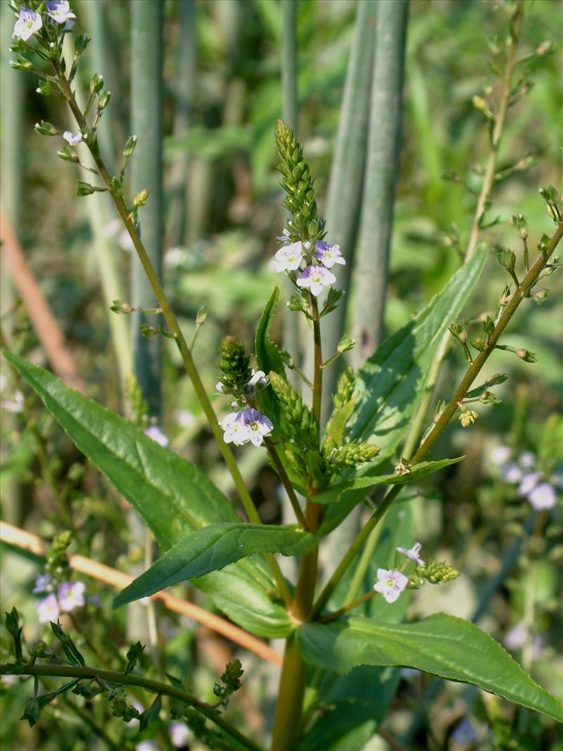 Veronica x lackschewitzii (door Adrie van Heerden)