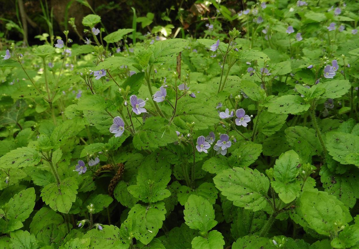 Veronica montana (door Willie Riemsma)