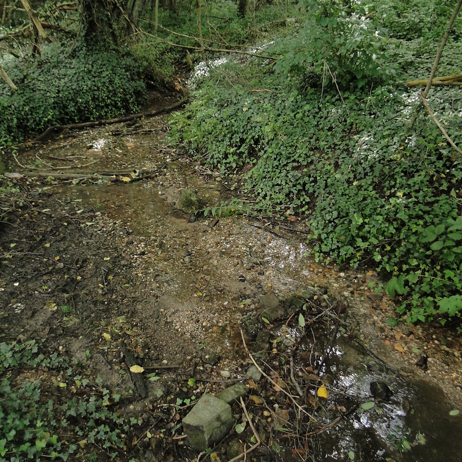 Verrucaria aquatilis (door Henk-Jan van der Kolk)