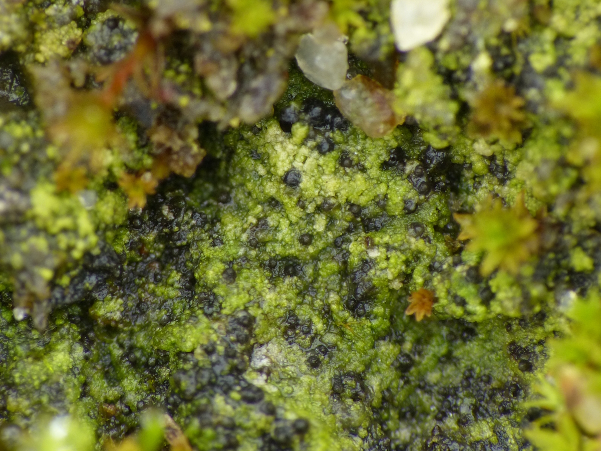 Verrucaria bryoctona (door Henk-Jan van der Kolk)