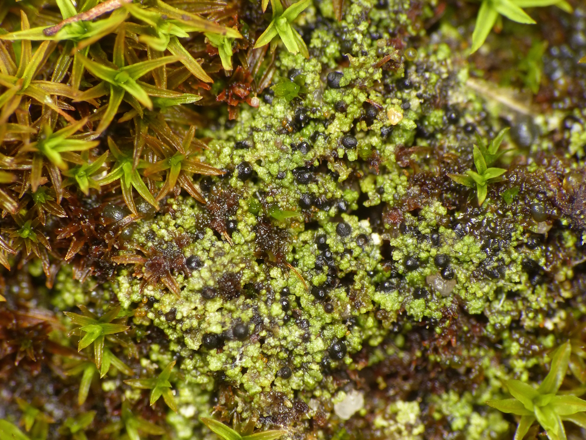 Verrucaria bryoctona (door Henk-Jan van der Kolk)