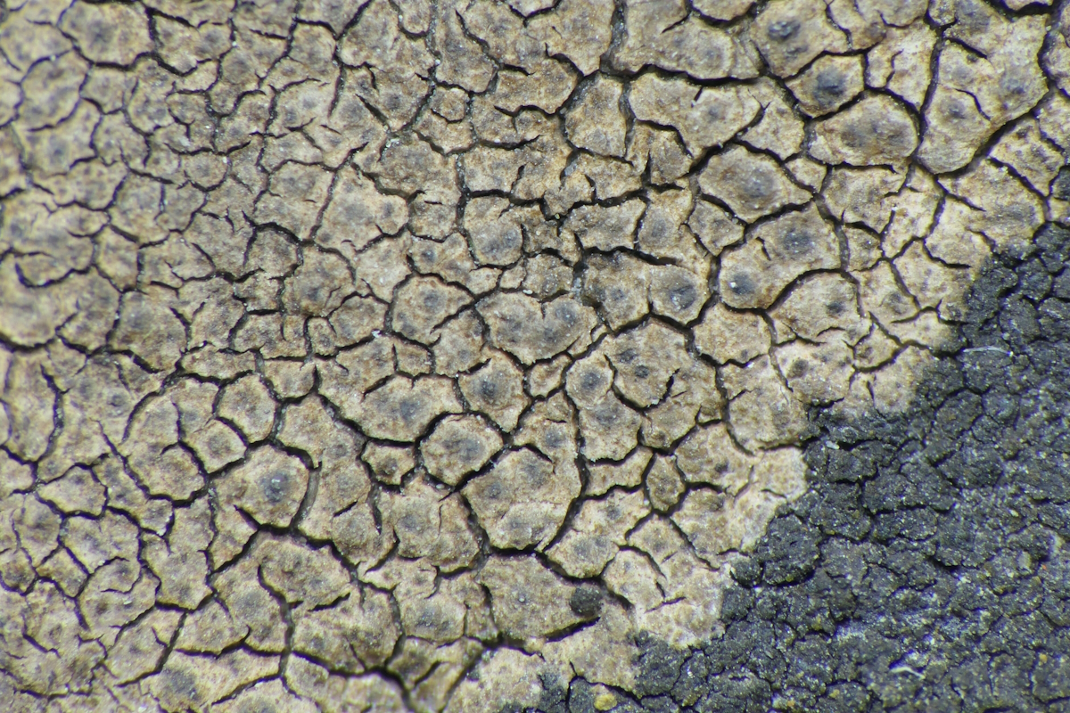 Verrucaria cernaensis (door Henk-Jan van der Kolk)