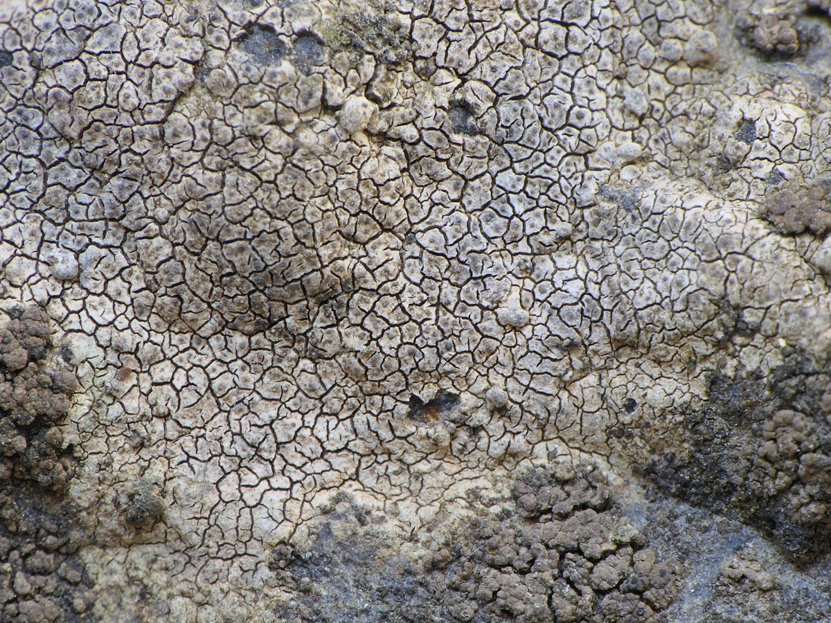 Verrucaria cernaensis (door Henk-Jan van der Kolk)