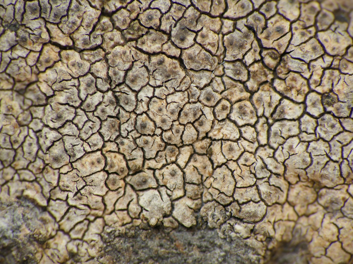 Verrucaria cernaensis (door Henk-Jan van der Kolk)