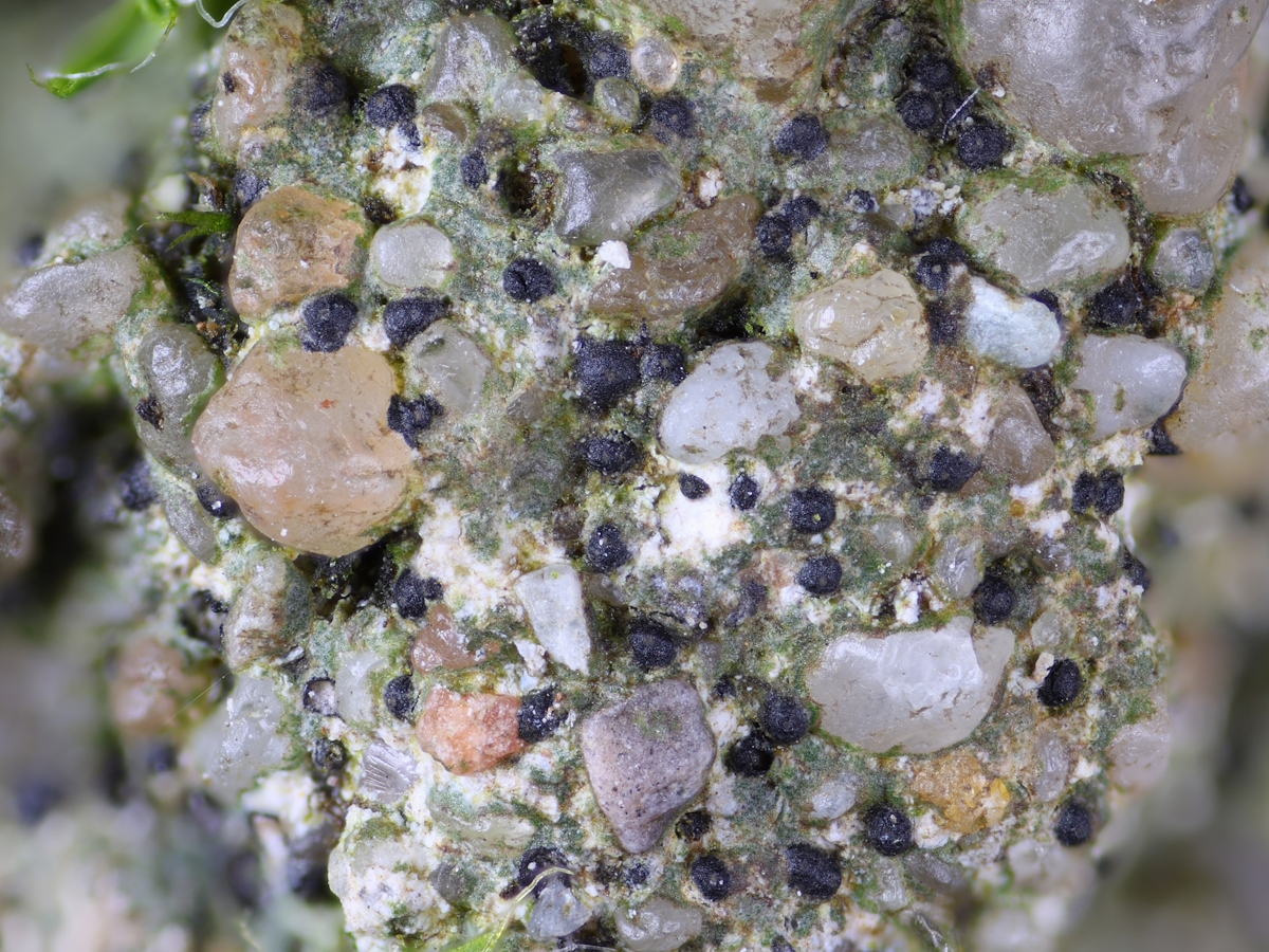 Verrucaria dolosa (door Henk-Jan van der Kolk)