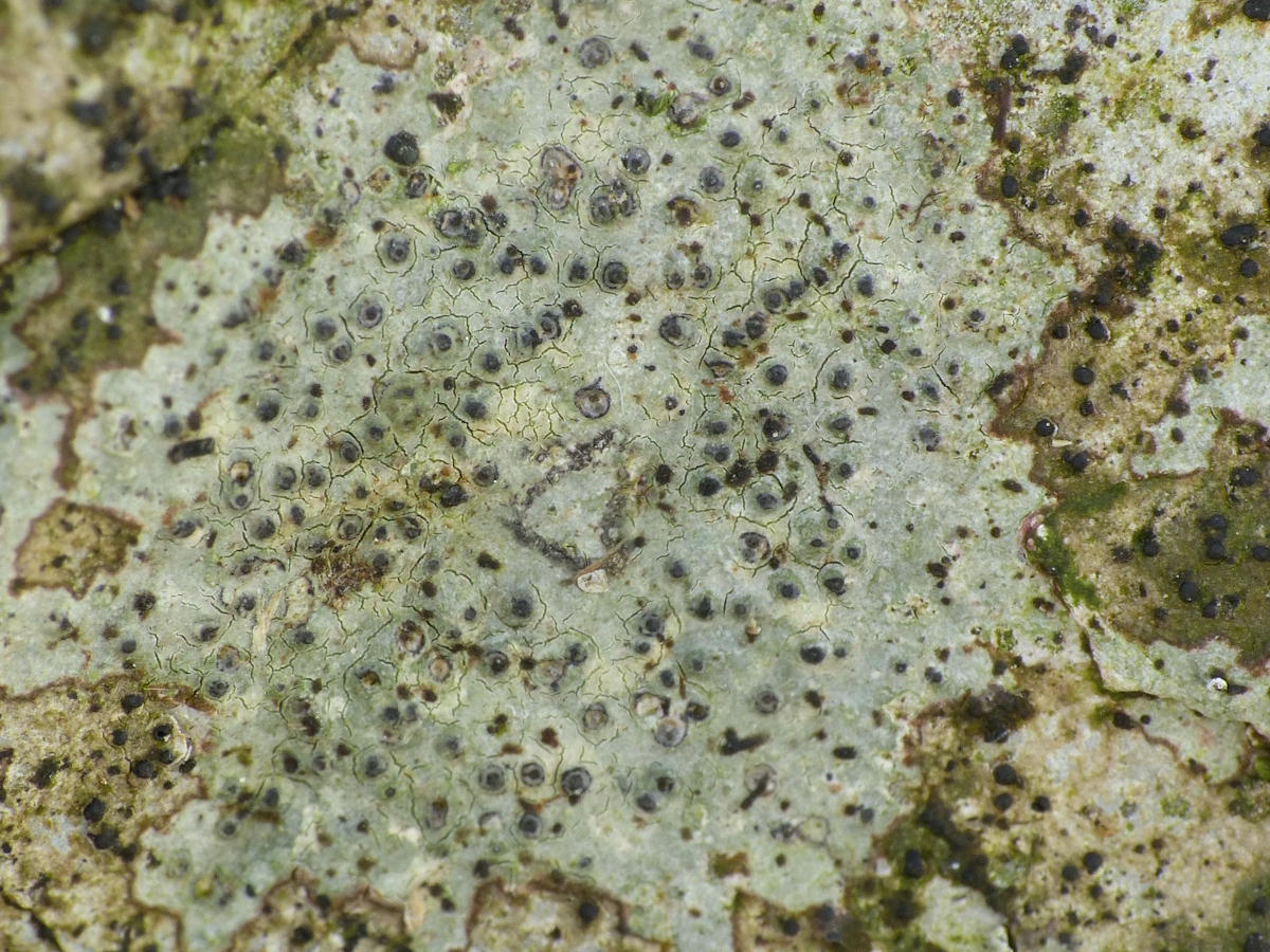 Verrucaria elaeina (door Henk-Jan van der Kolk)