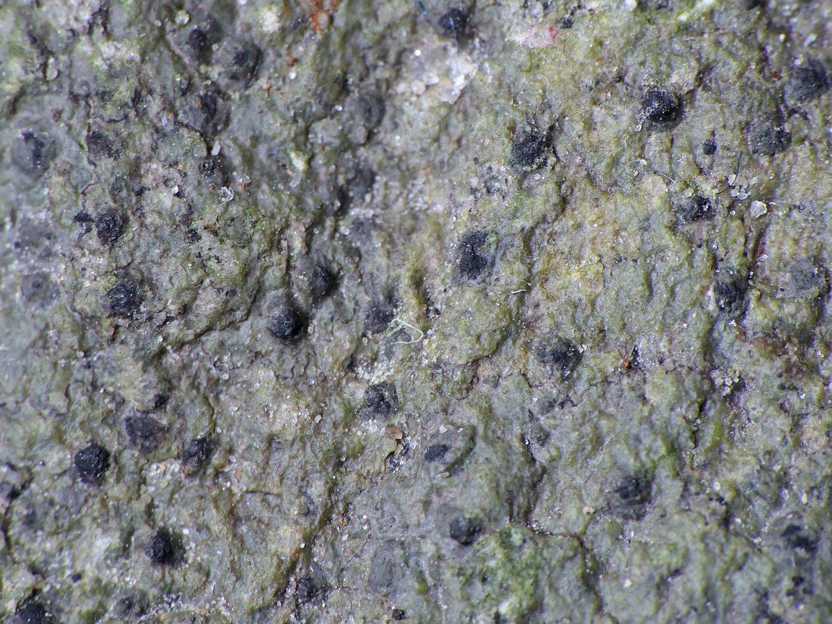 Verrucaria elaeomelaena (door Henk-Jan van der Kolk)